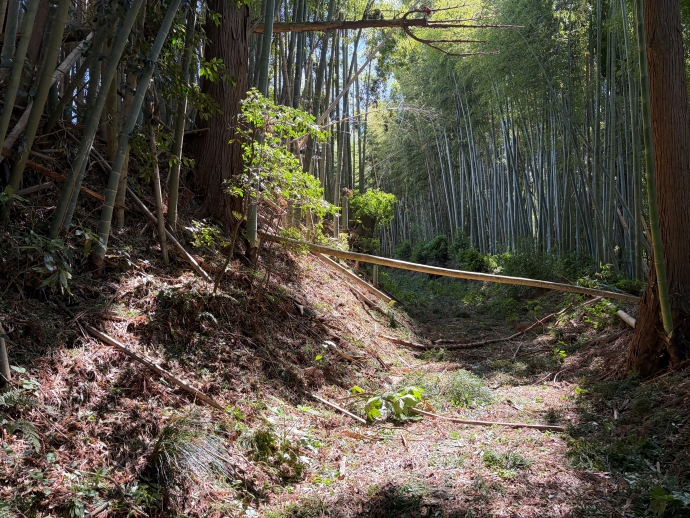風致地区倒木
